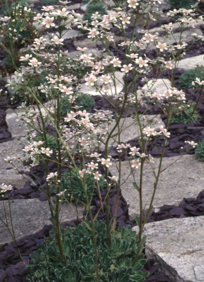saxifrage 'Monarch'