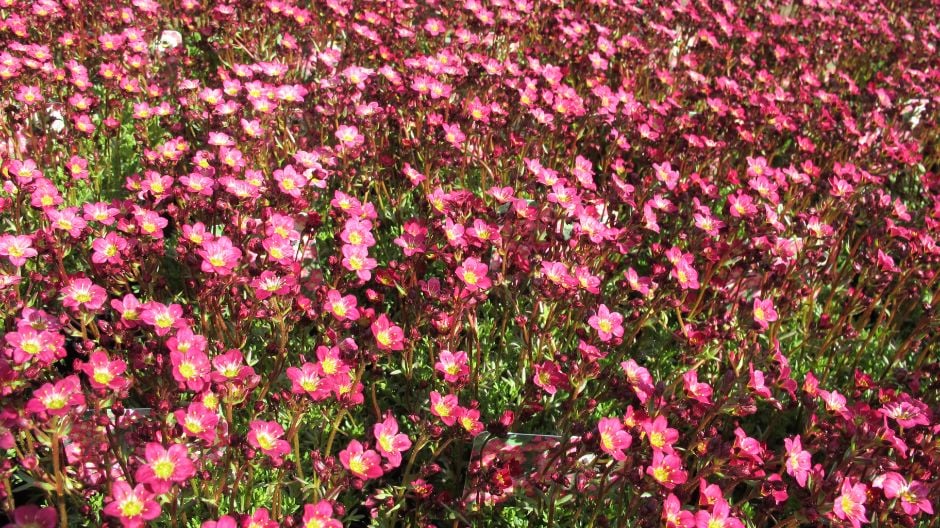 saxifrage 'Peter Pan'