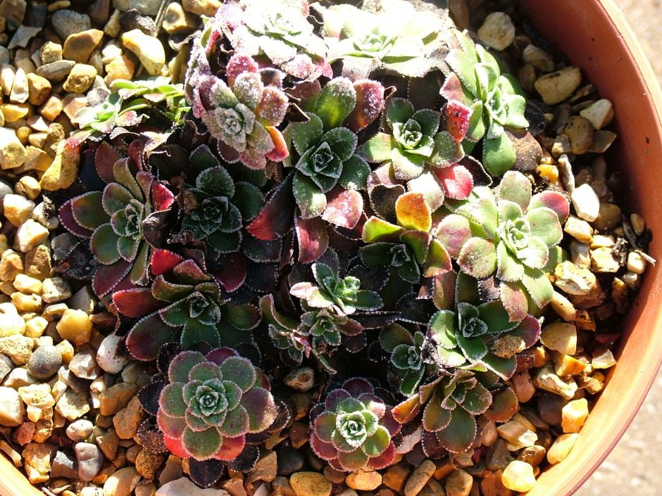 saxifrage 'Southside Star'