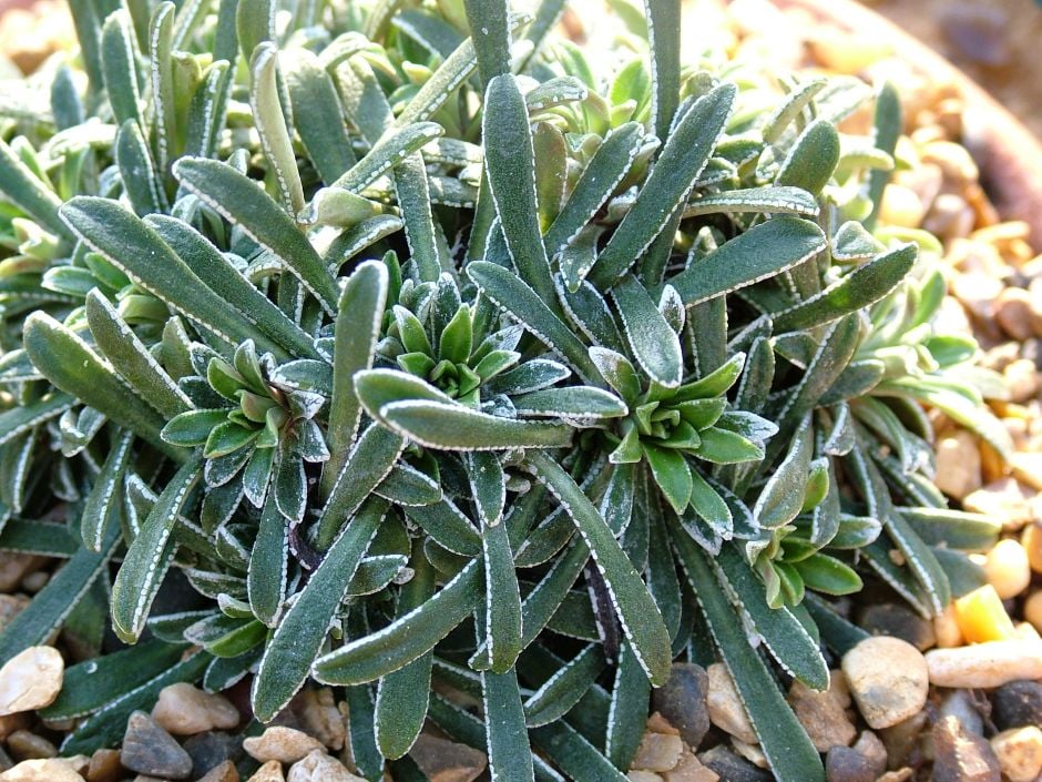 limestone saxifrage 'Superba'