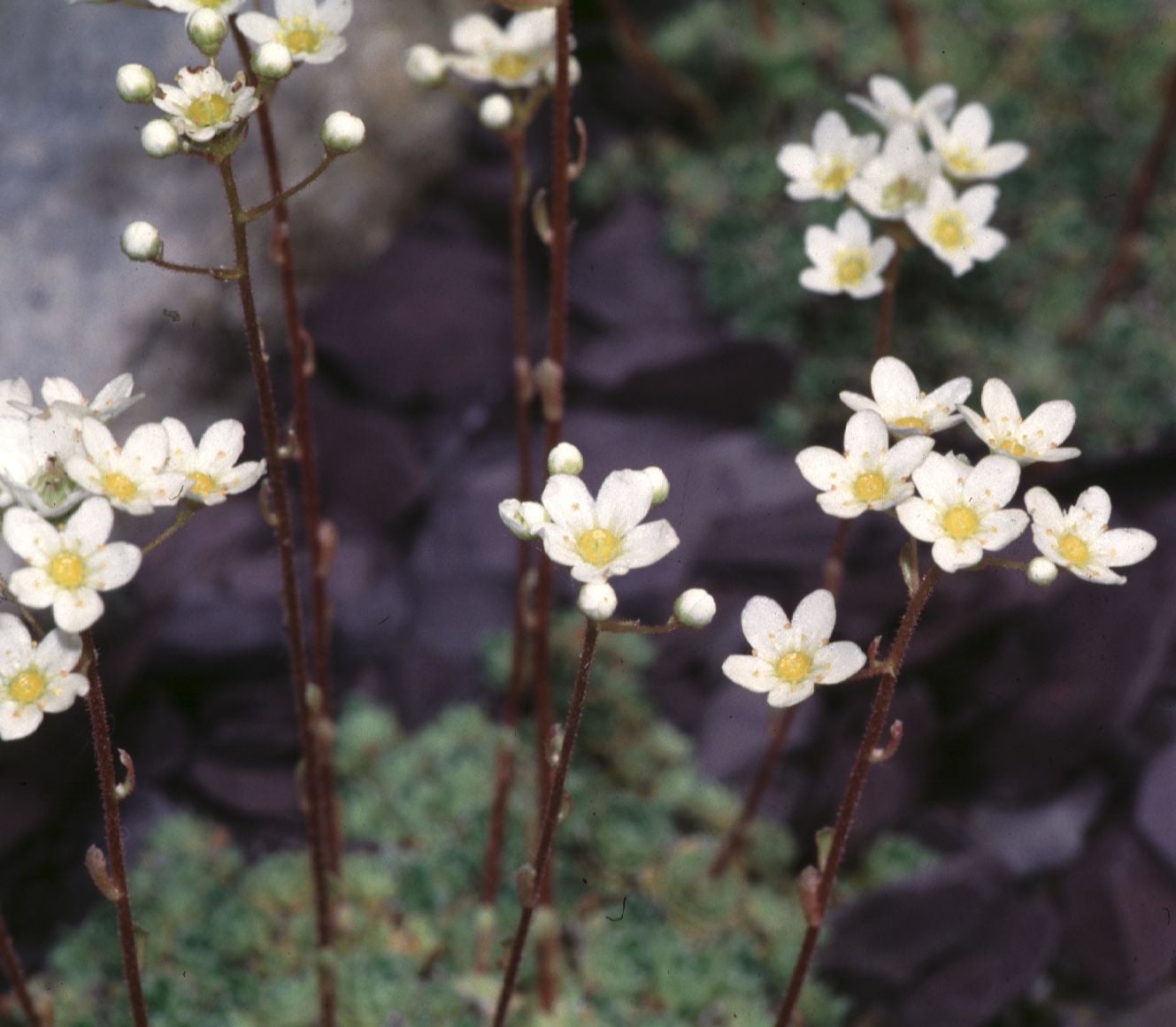 lifelong saxifrage 'Lagraveana'