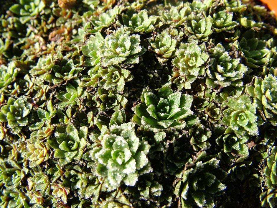 lifelong saxifrage 'Venetia'