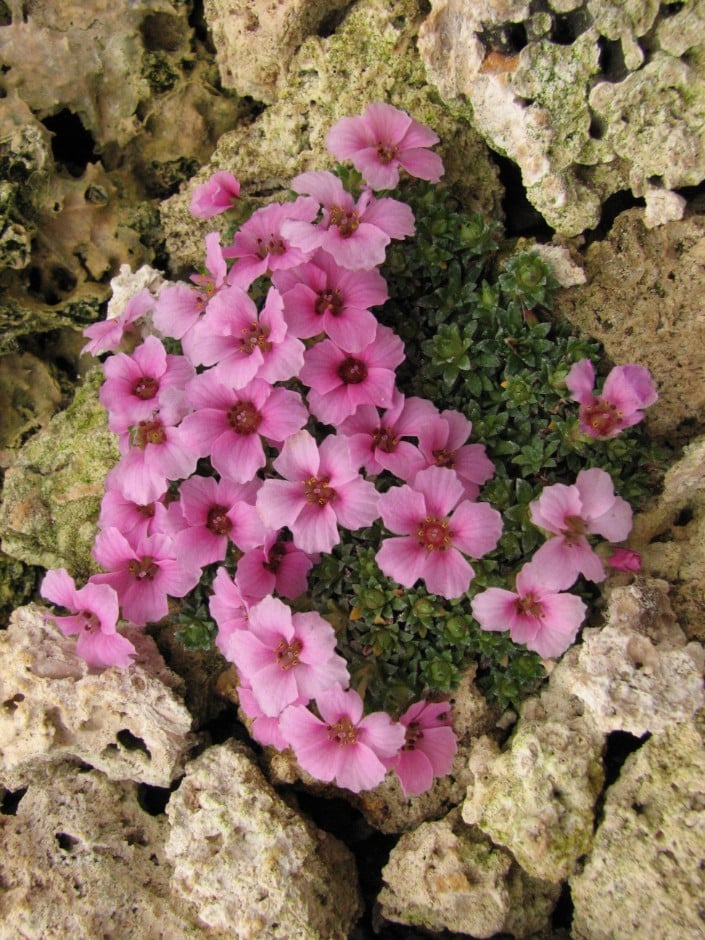 saxifrage 'Miluj Mne'