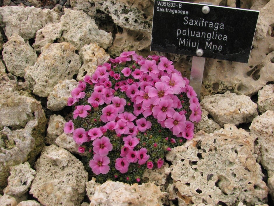 saxifrage 'Miluj Mne'