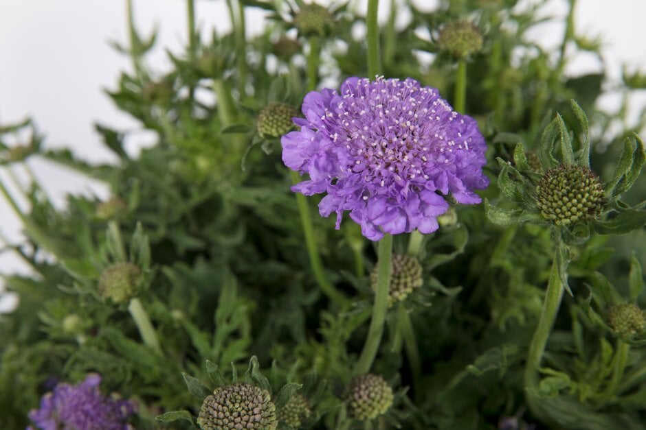 pincushion flower [Kudo Blue]