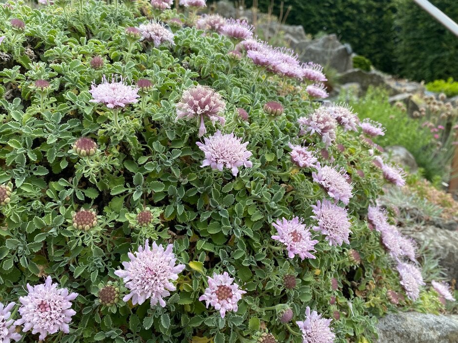powdery scabious