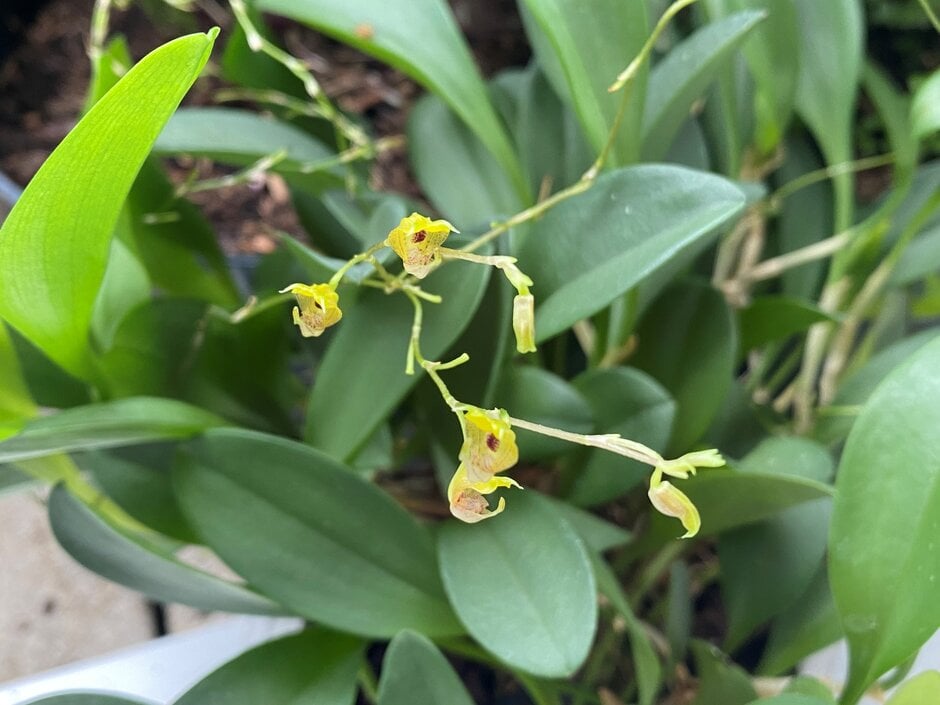 <i>Scaphosepalum</i> <i>verrucosum</i>