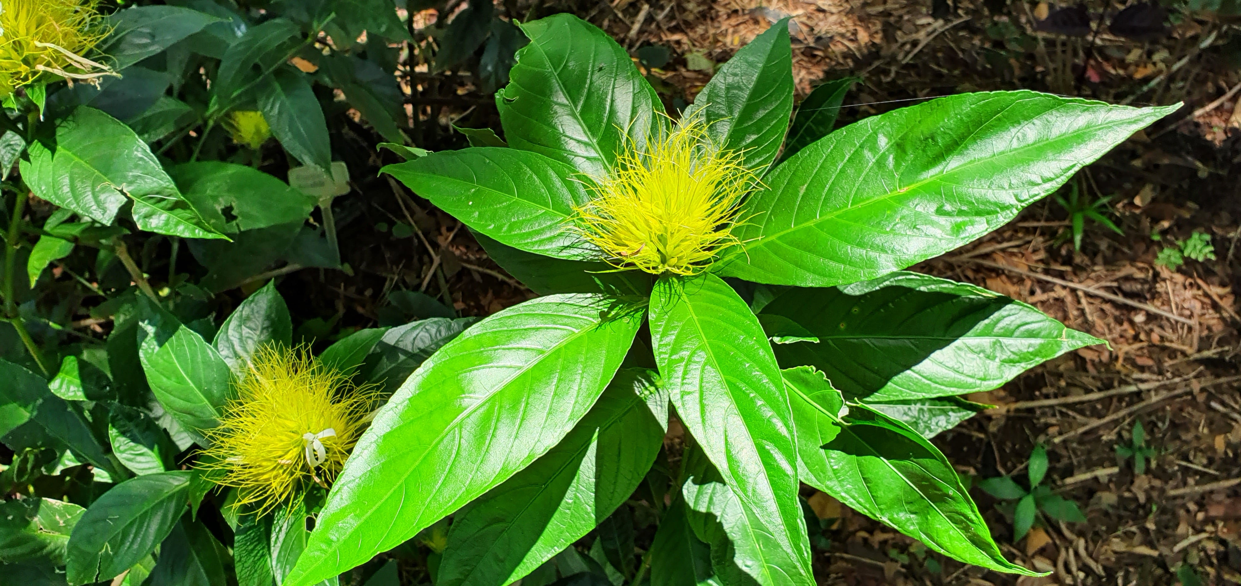 <i>Schaueria</i> <i>calycotricha</i>