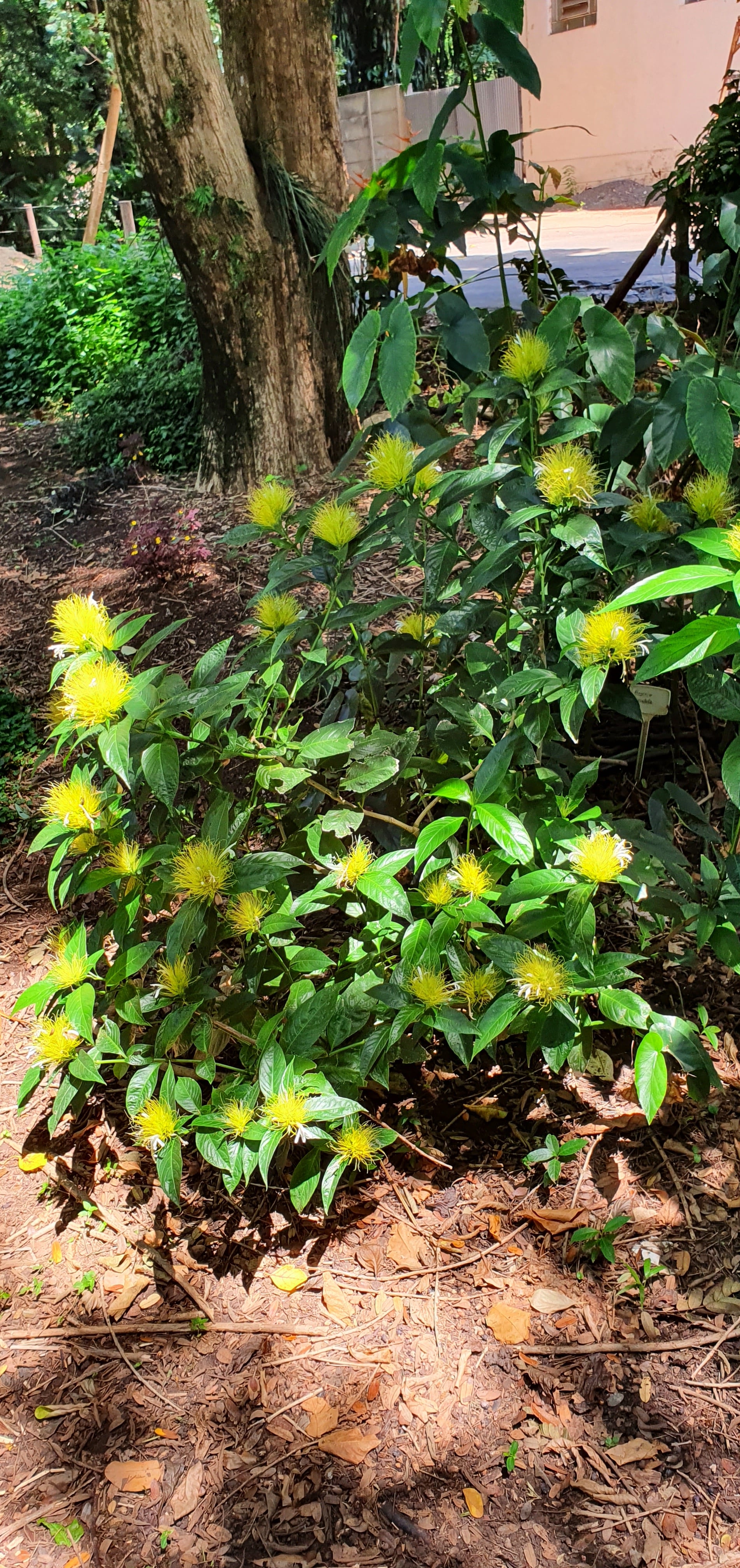 <i>Schaueria</i> <i>calycotricha</i>