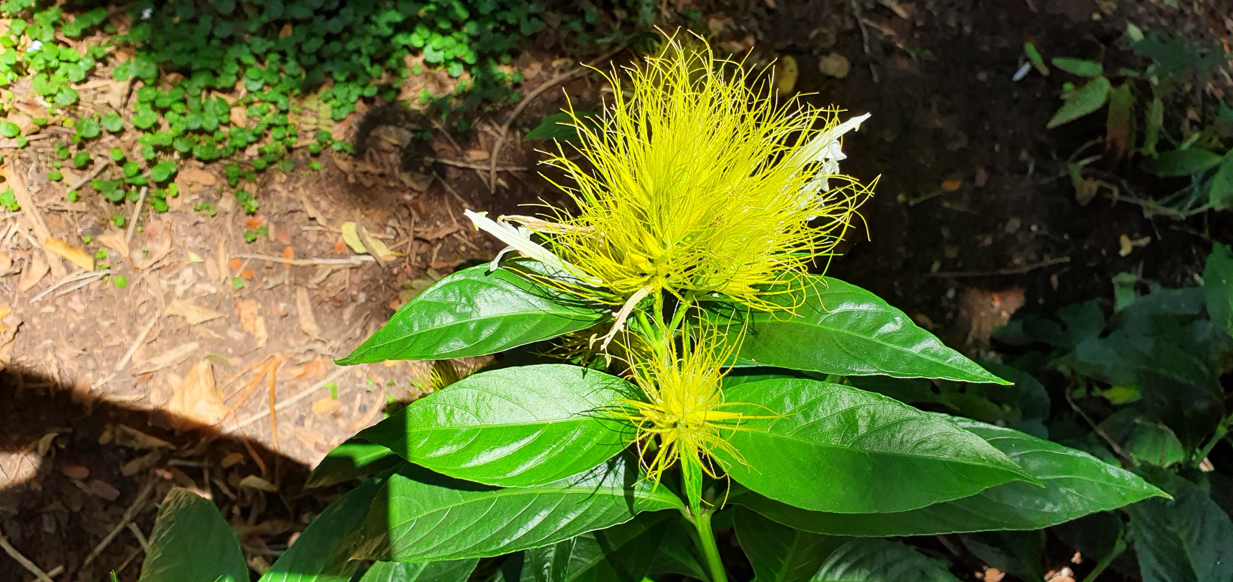 <i>Schaueria</i> <i>calycotricha</i>