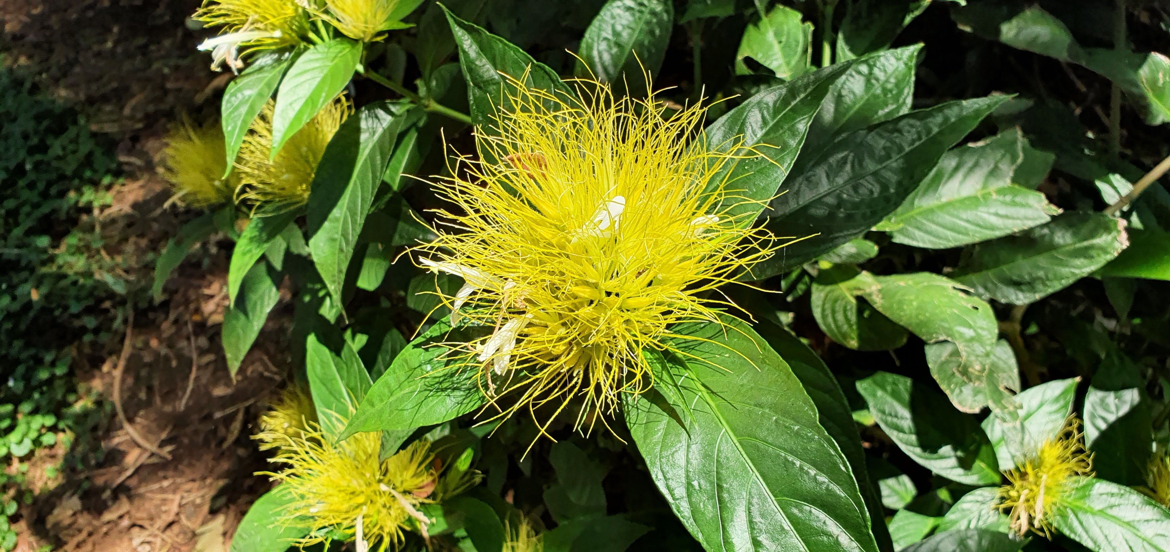 <i>Schaueria</i> <i>calycotricha</i>