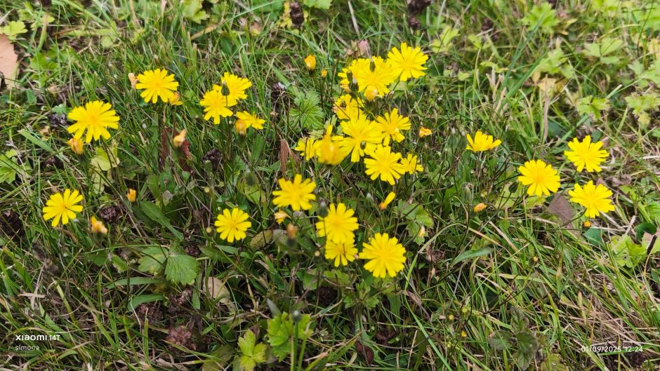 autumn hawkbit