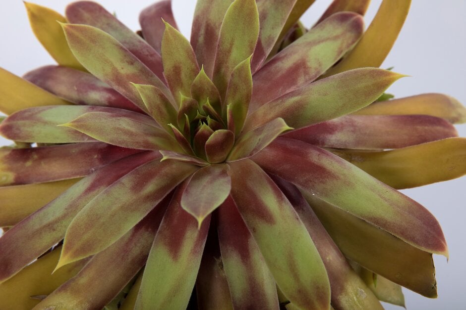 houseleek [Gold Mine]