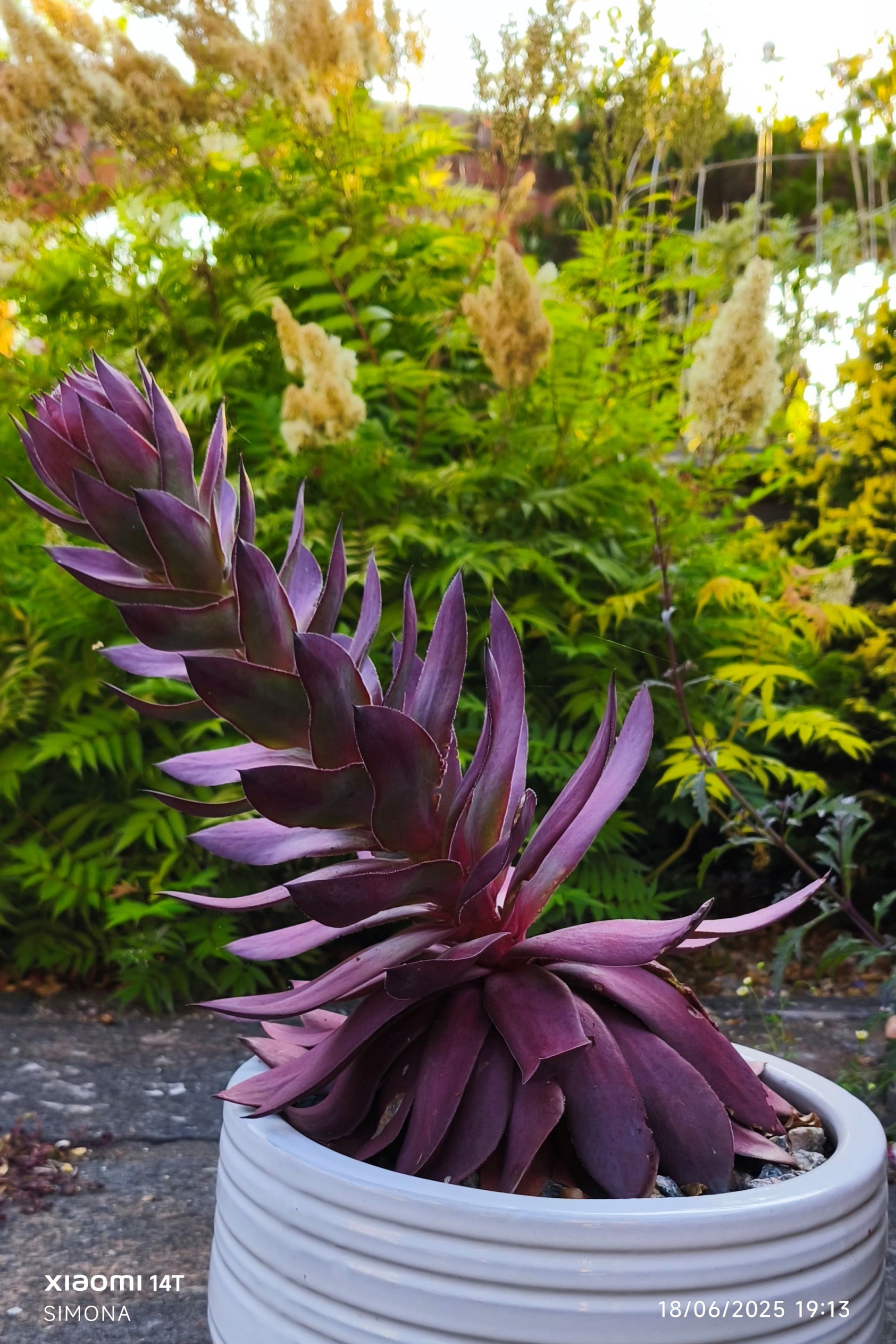 <em>Sempervivum</em> 'Onyx' (SuperSemps Series)