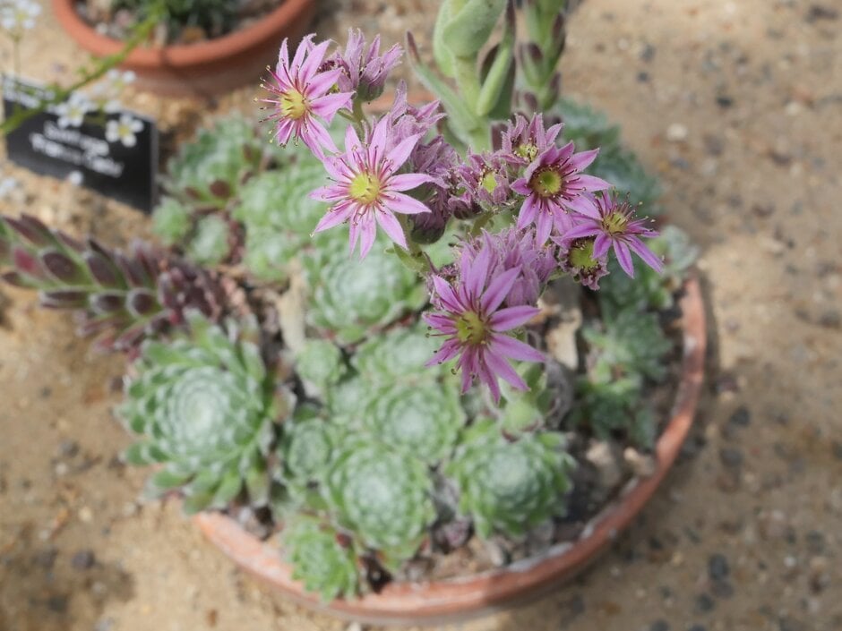 houseleek 'Silver Thaw'