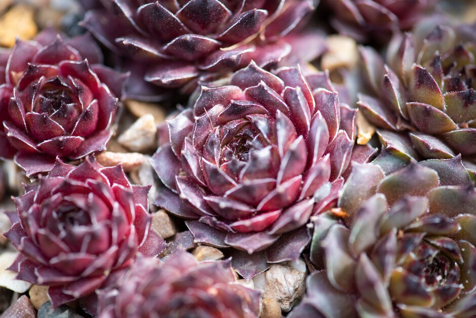 houseleek 'Triste'
