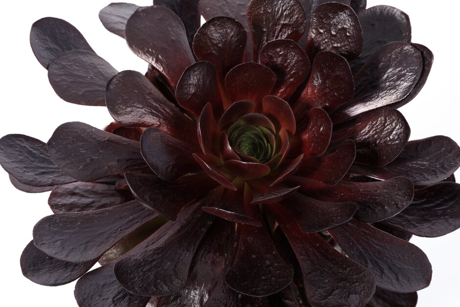 × <em>Semponium</em> 'Destiny'