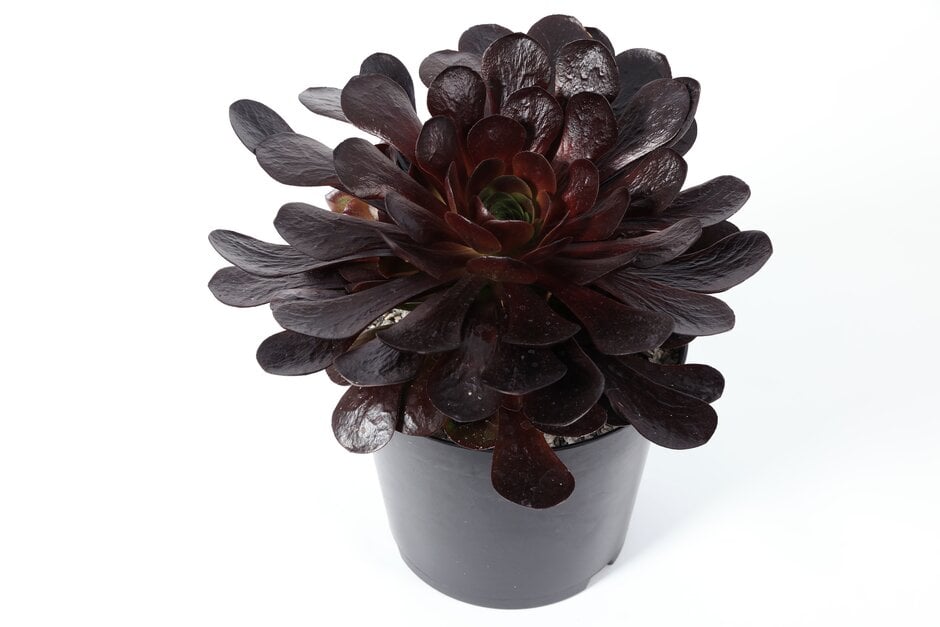 × <em>Semponium</em> 'Destiny'