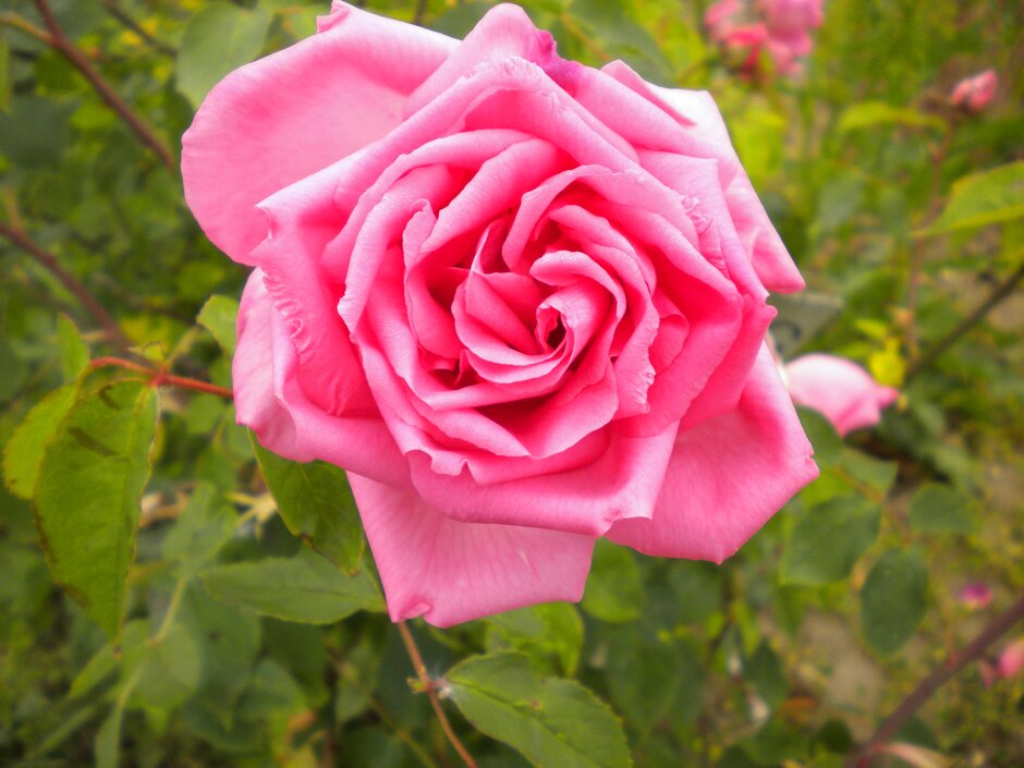<i>Rosa</i> 'Senateur'