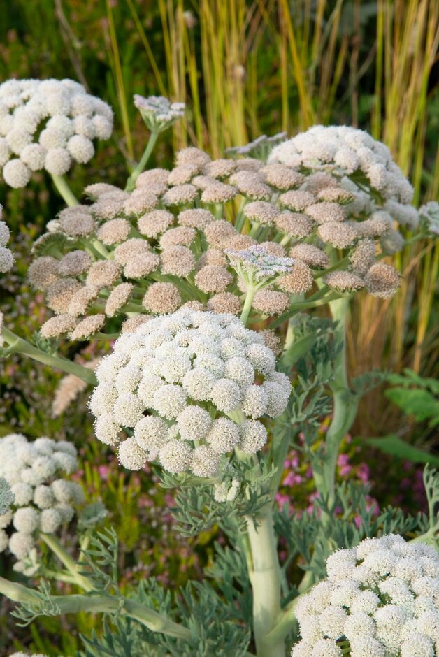 moon carrot