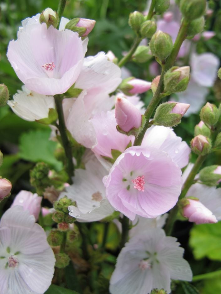 Sidalcea 'Little Princess'PBR|prairie mallow 'Little Princess'/RHS Gardening