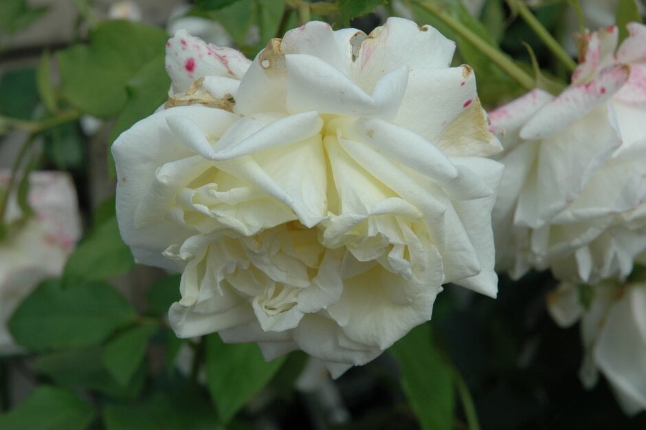 rose [Silver Anniversary]