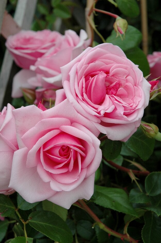 rose [Sir John Mills]