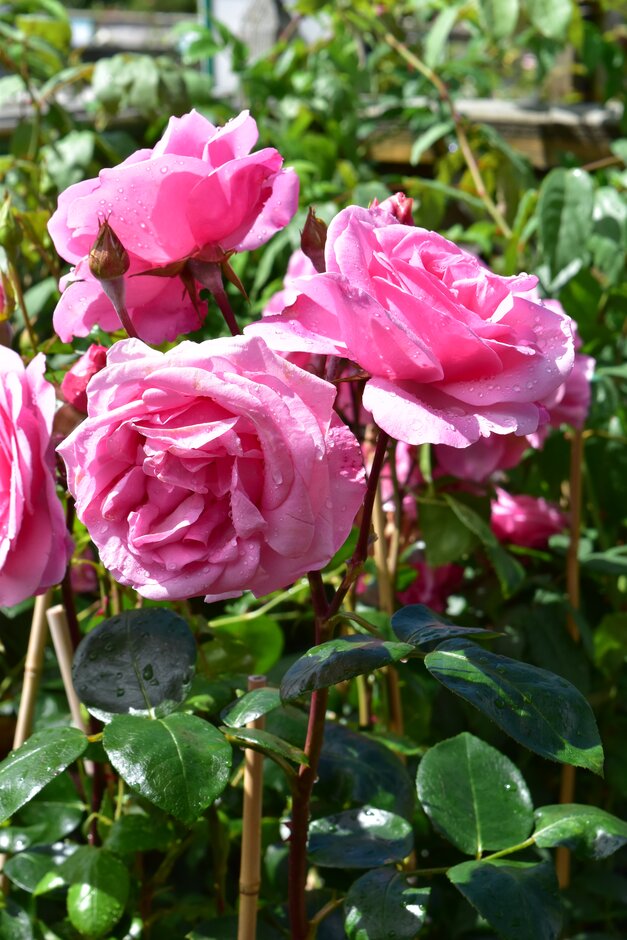 rose [Sir John Mills]