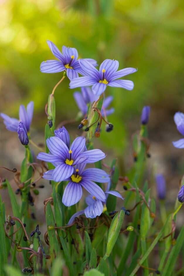 blue-eyed grass 'Californian Skies'