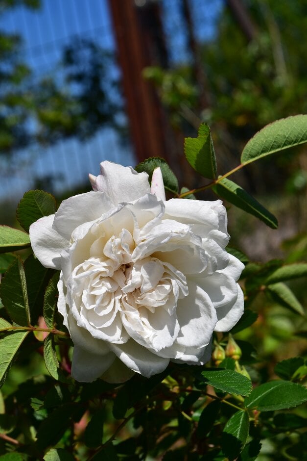 rose 'Snowdon'