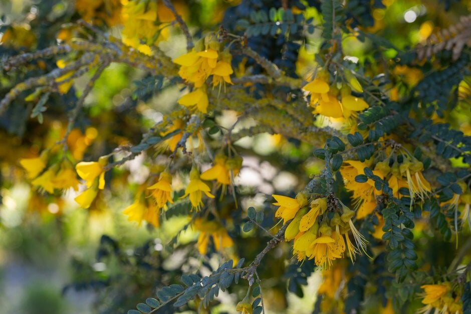 kowhai [Sun King]