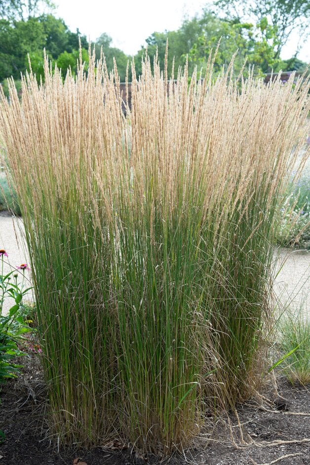Indian grass