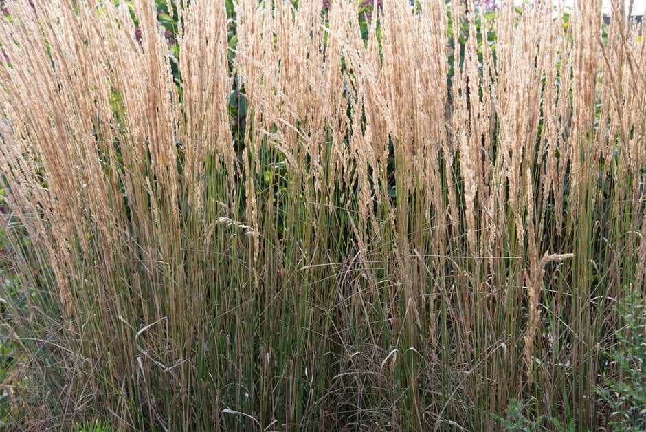 Indian grass