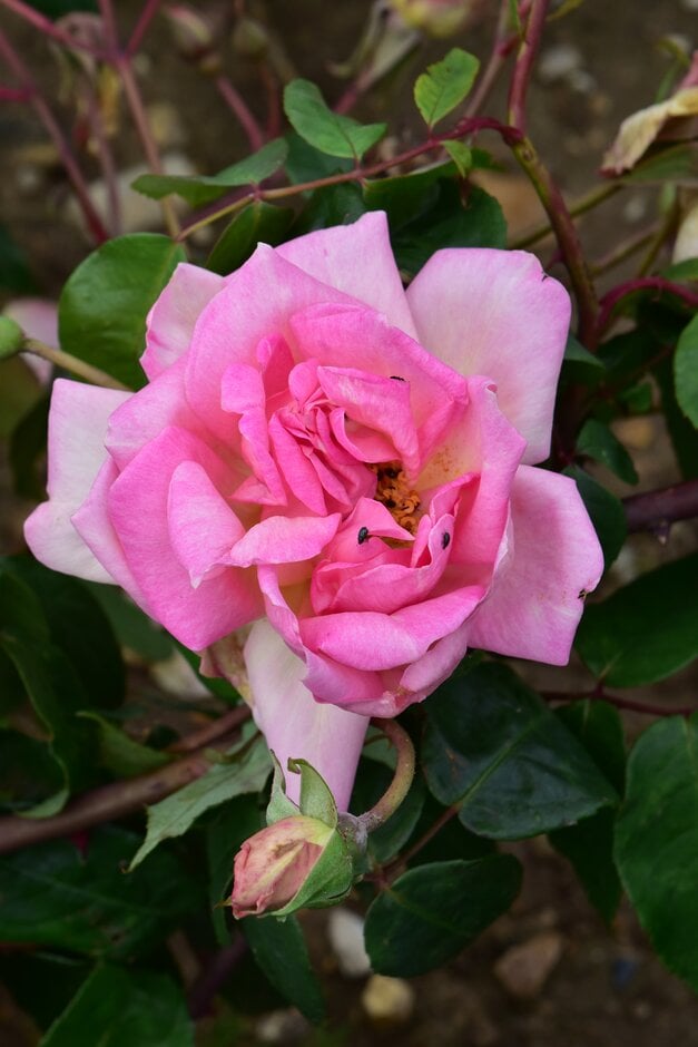 Rosa 'Souvenir de Madame Léonie Viennot' (ClT)|rose 'Souvenir de