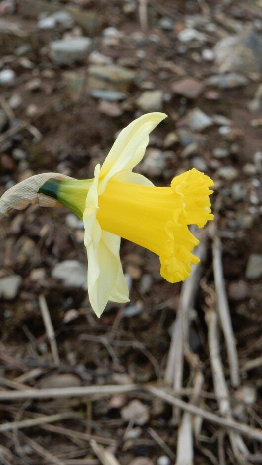 daffodil 'Spring Dawn'