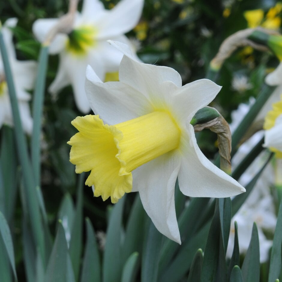 daffodil 'Spring Dawn'