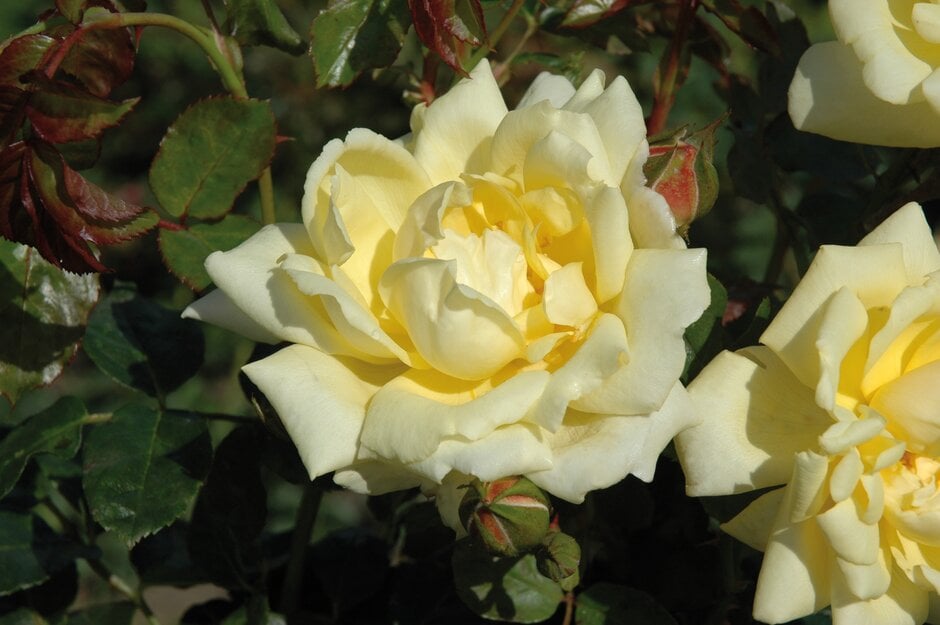 rose [Stamford's Sanctuary]