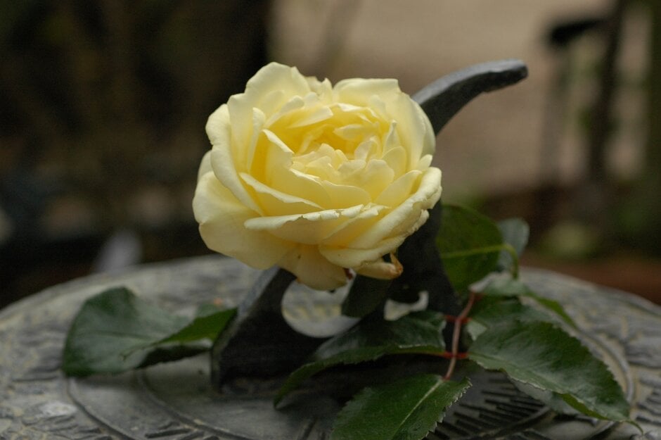 rose [Stamford's Sanctuary]