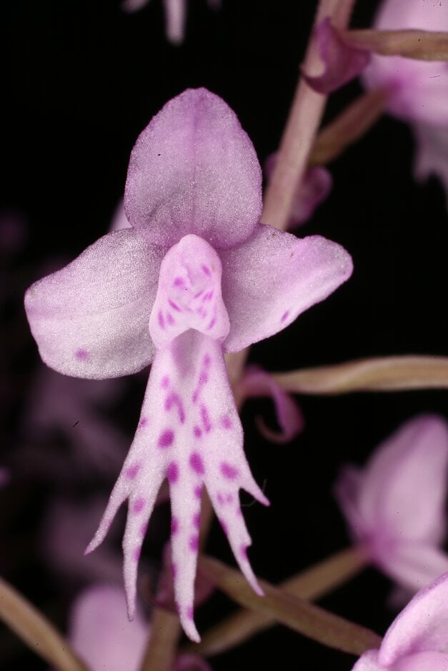 long-leaved stenoglottis