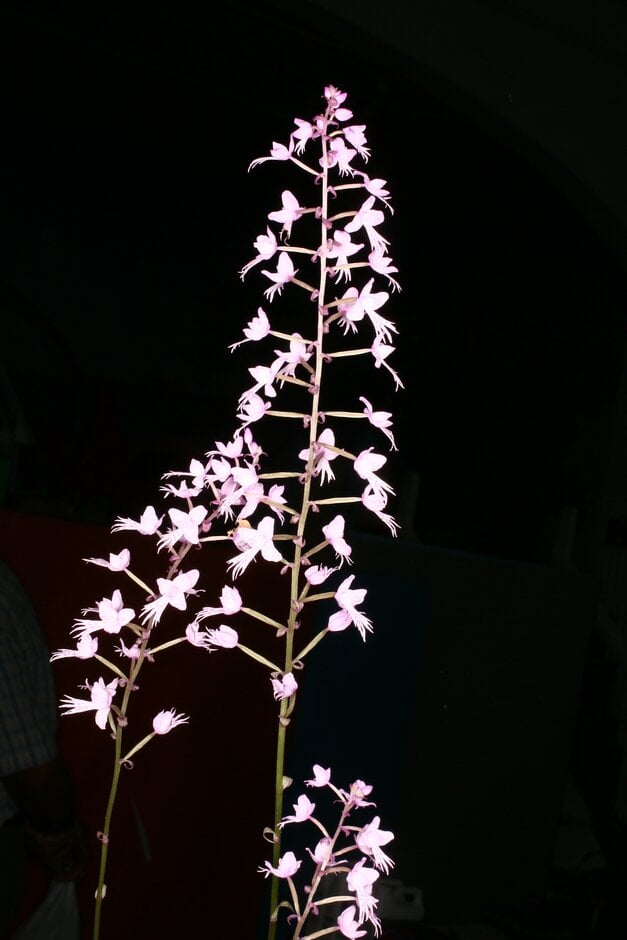 long-leaved stenoglottis