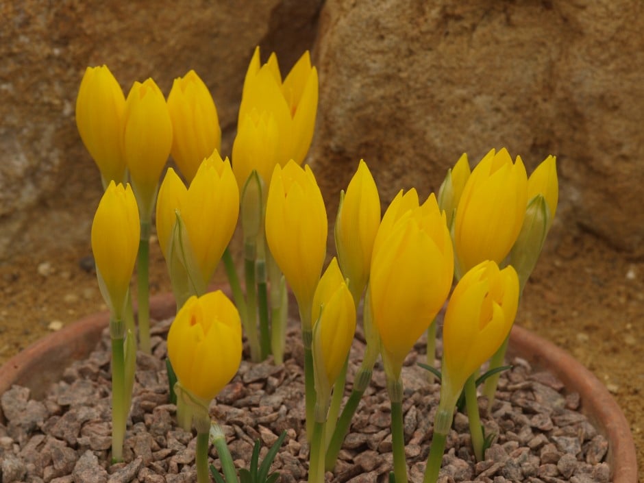 winter daffodil Angustifolia Group