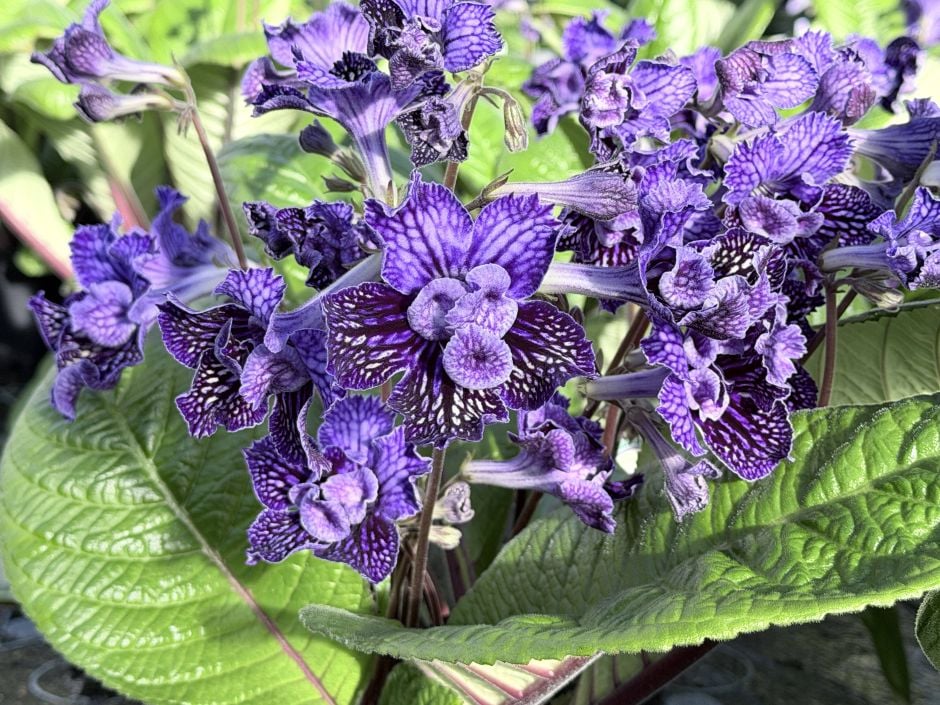 <i>Streptocarpus</i> 'Sirius' (d)