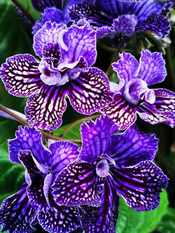 <i>Streptocarpus</i> 'Sirius' (d)
