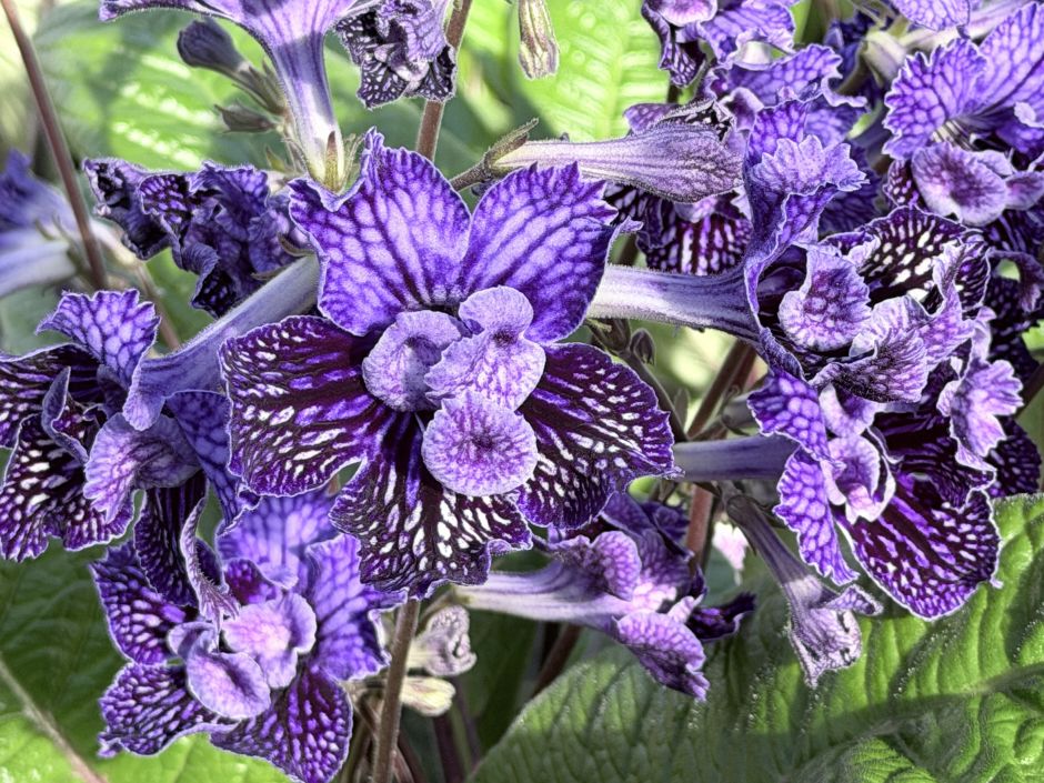 <i>Streptocarpus</i> 'Sirius' (d)