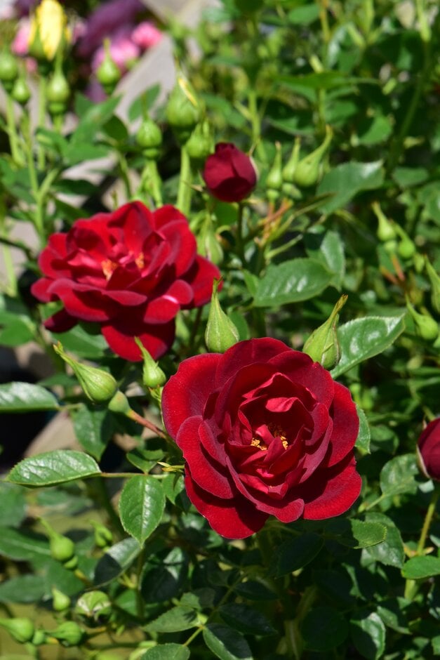 rose [Havana Hill]