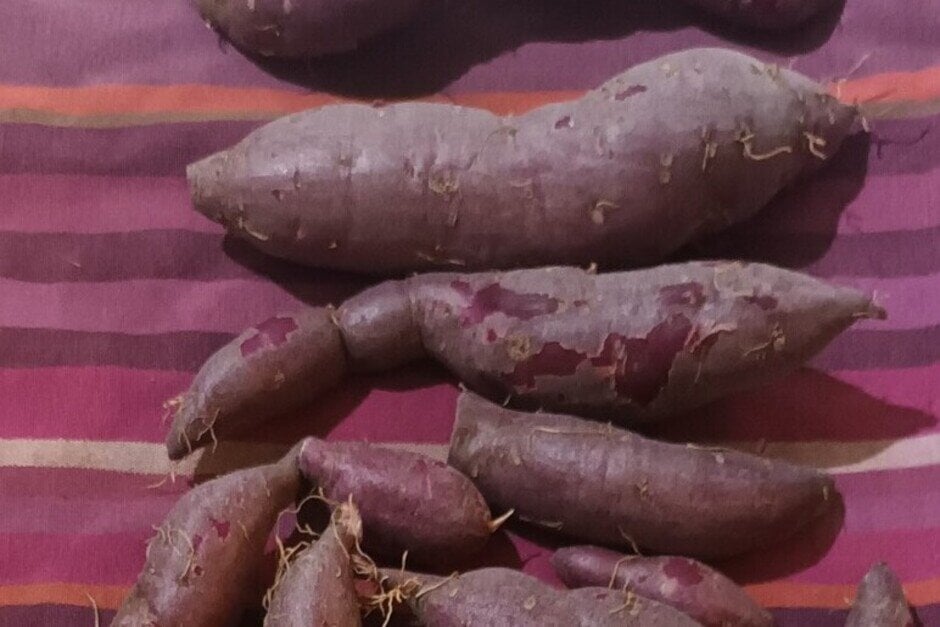 <i>Ipomoea</i> <i>batatas</i> [<span style="font-variant: small-caps;">Erato Violet</span>]