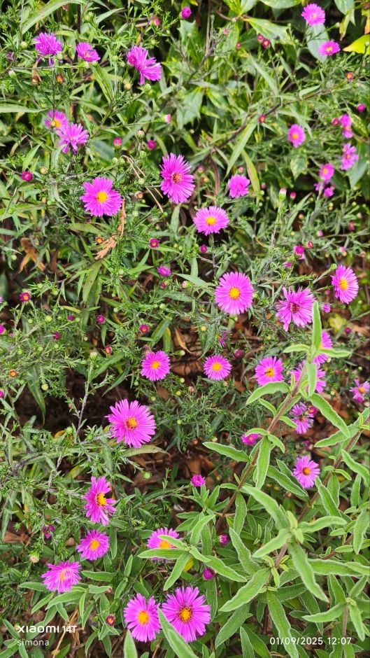 <i>Symphyotrichum</i> 'Wood's Pink'