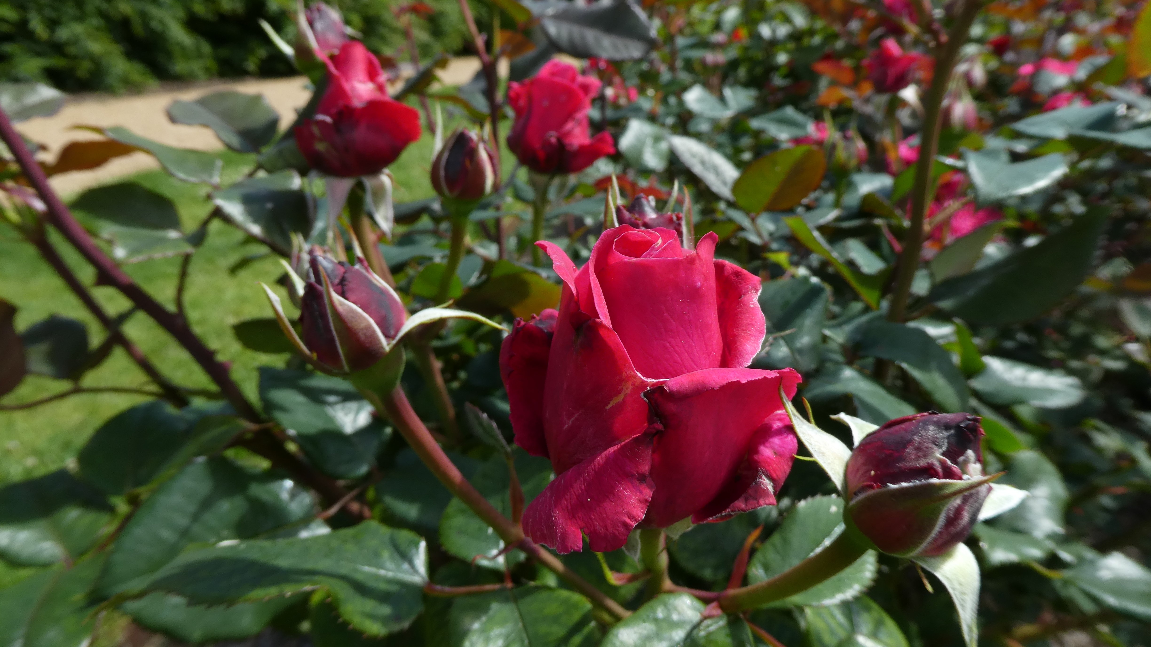 rose [Charisma]