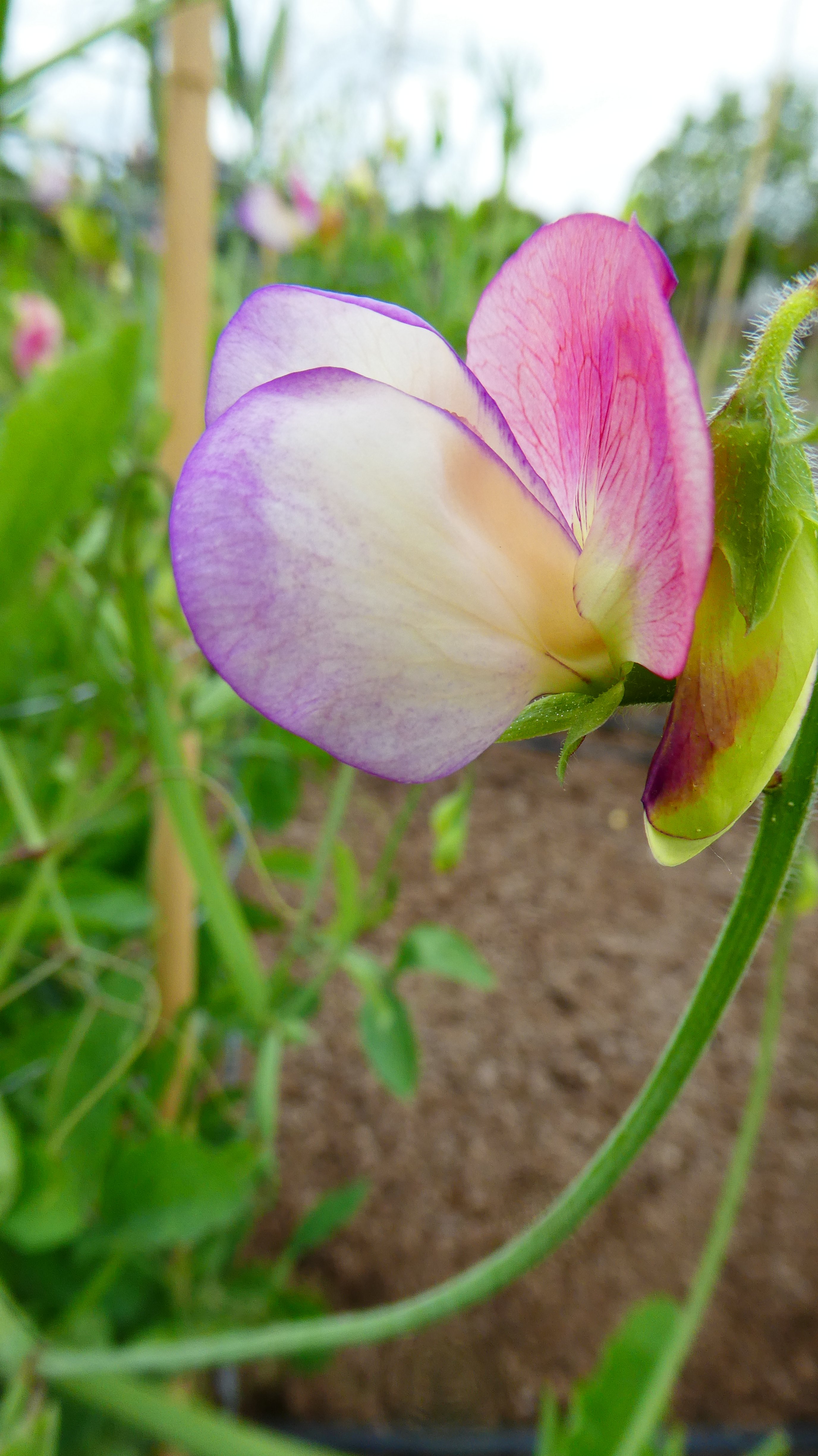 <em>Lathyrus</em> × <em>hammettii</em> 'Painted Porcelain'