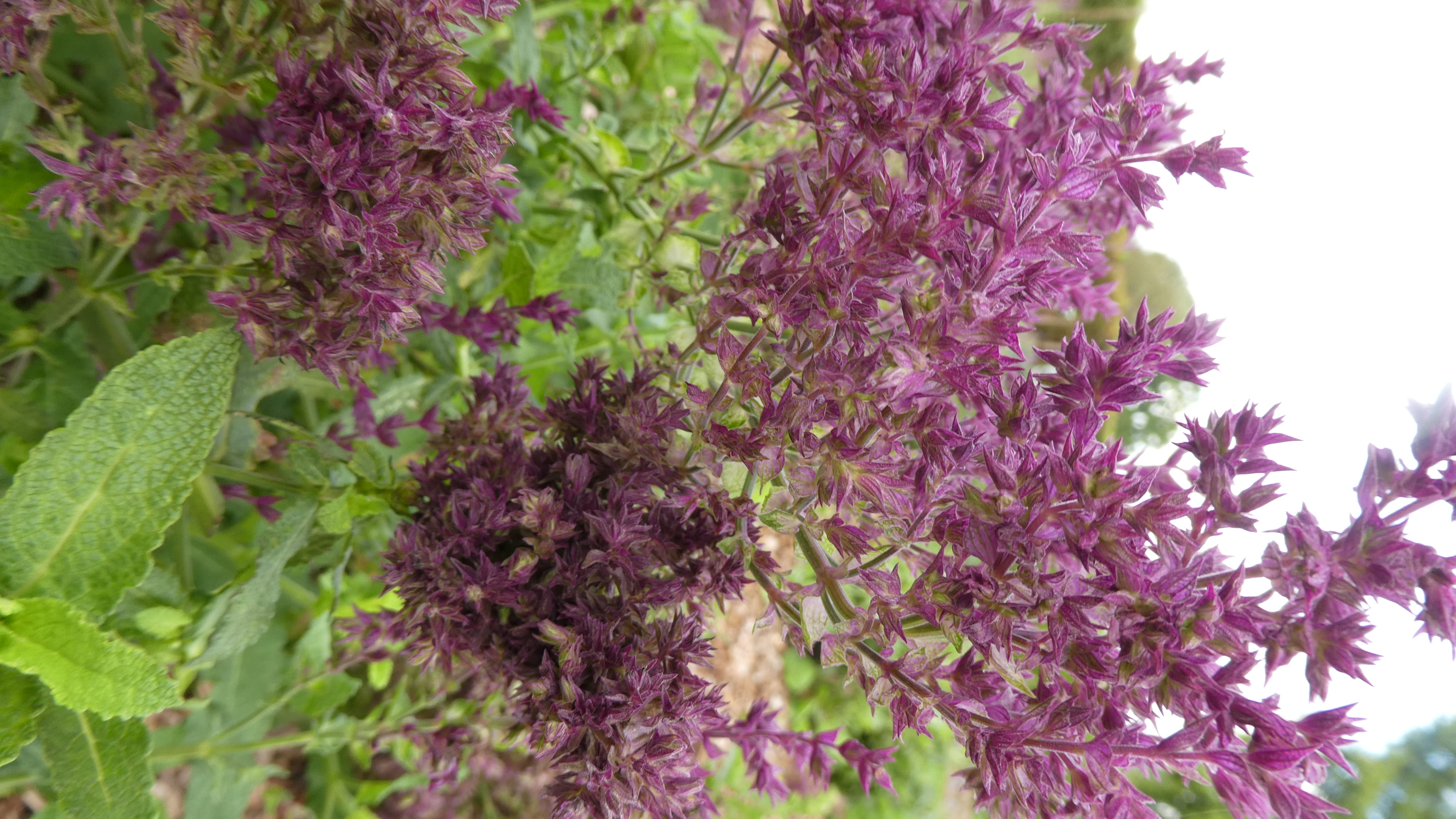 Balkan clary 'Schwellenburg'